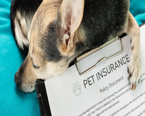 Pet Insurance For Older Dogs In 2025