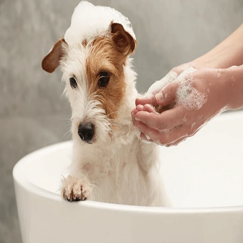 How Often Should You Bathe Your Dog? Tips for Keeping Your Pup Clean and Fresh