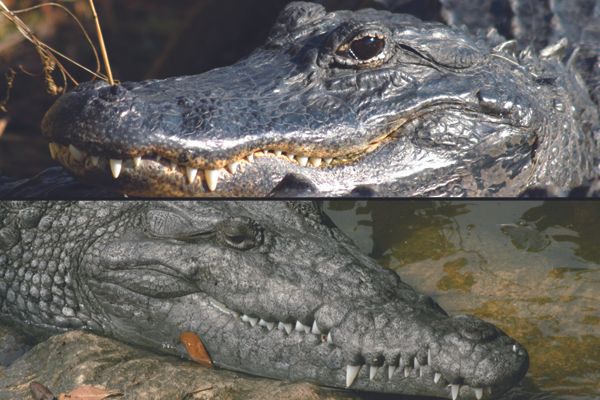 Difference Between Alligators and Crocodiles? | XYZspot