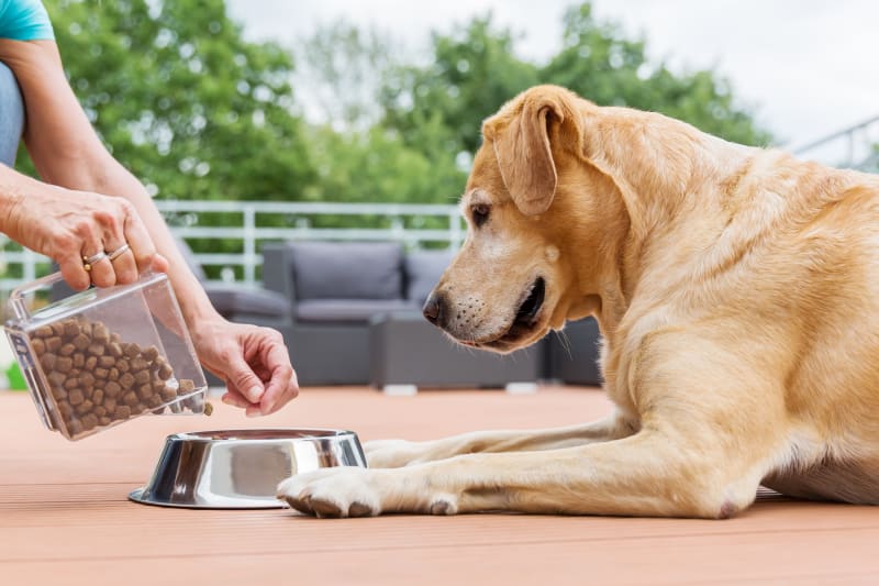 Can Dogs Tolerate Gluten? Signs of Possible Intolerance to Watch For