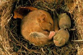 Why Do Some Animals Hibernate? | XYZspot