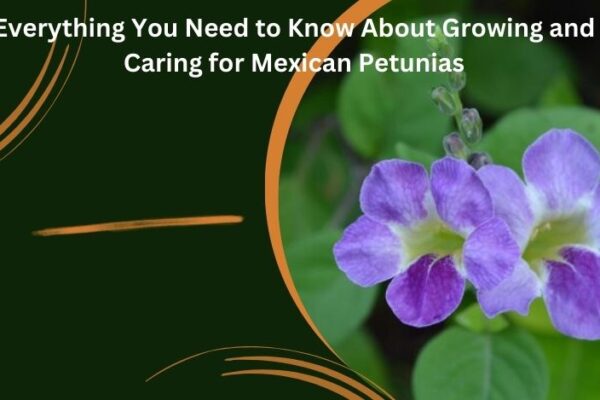 Growing and Caring for Mexican Petunias