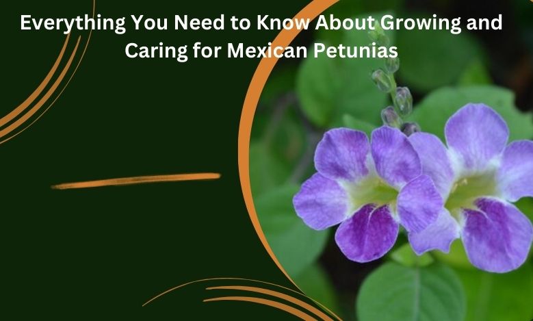 Growing and Caring for Mexican Petunias